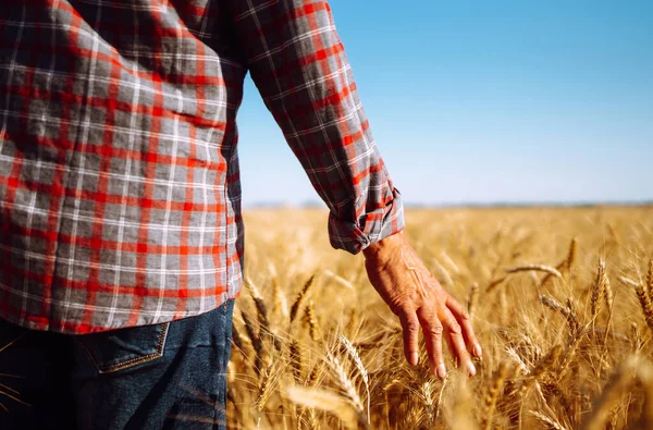 Man Wheat Field Holds His Hand Ears Hand Touching Wheat — Stock Photo, Image