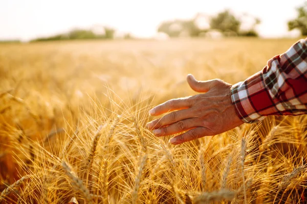 Чоловік Пшеничному Полі Тримає Руку Над Вухами Рука Торкається Пшениці — стокове фото