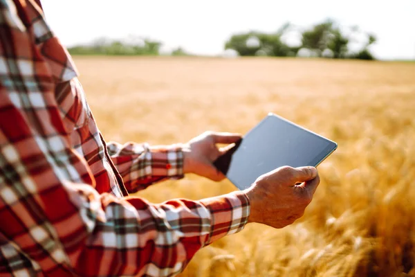 Una Fattoria Intelligente Contadino Con Una Tavoletta Mano Campo Agricolo — Foto Stock