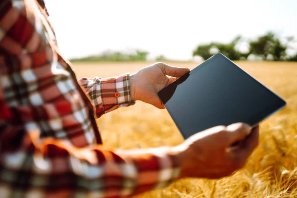 Akıllı Çiftlik Elinde Tabletle Tarım Alanında Çalışan Bir Çiftçi Hasat — Stok fotoğraf
