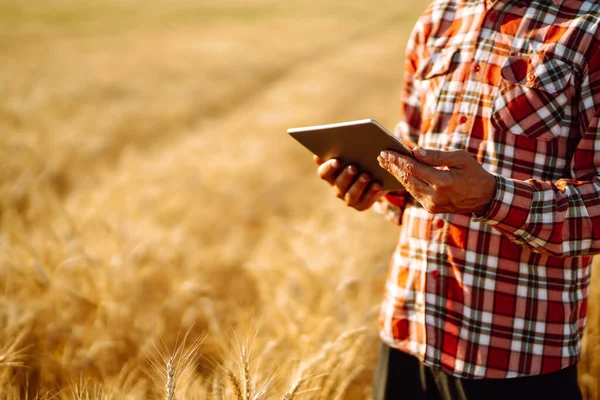 Mądra Farma Farmer Tabliczką Rękach Polu Uprawnym Zbiory Koncepcja Rolnictwa — Zdjęcie stockowe