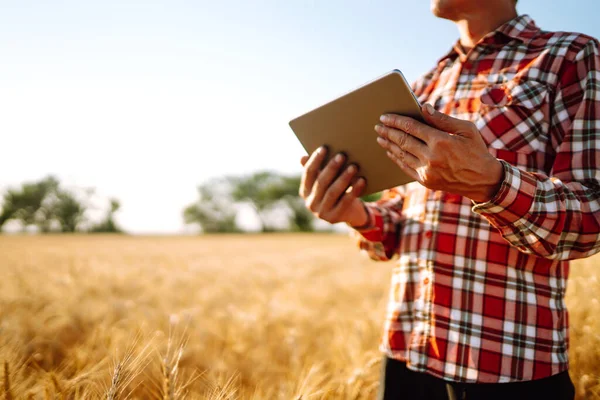 Akıllı Çiftlik Elinde Tabletle Tarım Alanında Çalışan Bir Çiftçi Hasat — Stok fotoğraf
