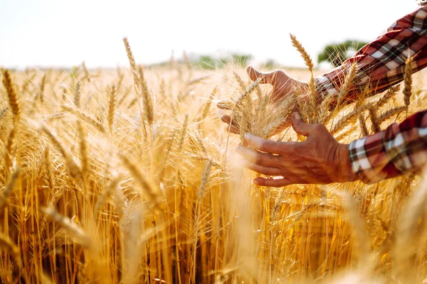 Dłonie Farmera Zbliżenie Sprawdza Uprawy Pszenicy Koncepcja Rolnictwa Zbiorów — Zdjęcie stockowe