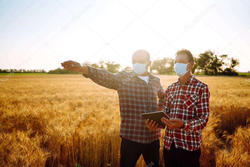 Farmers in sterile medical mask using digital tablet in field of wheat. Covid- 2019. Agriculture and harvesting concept. 