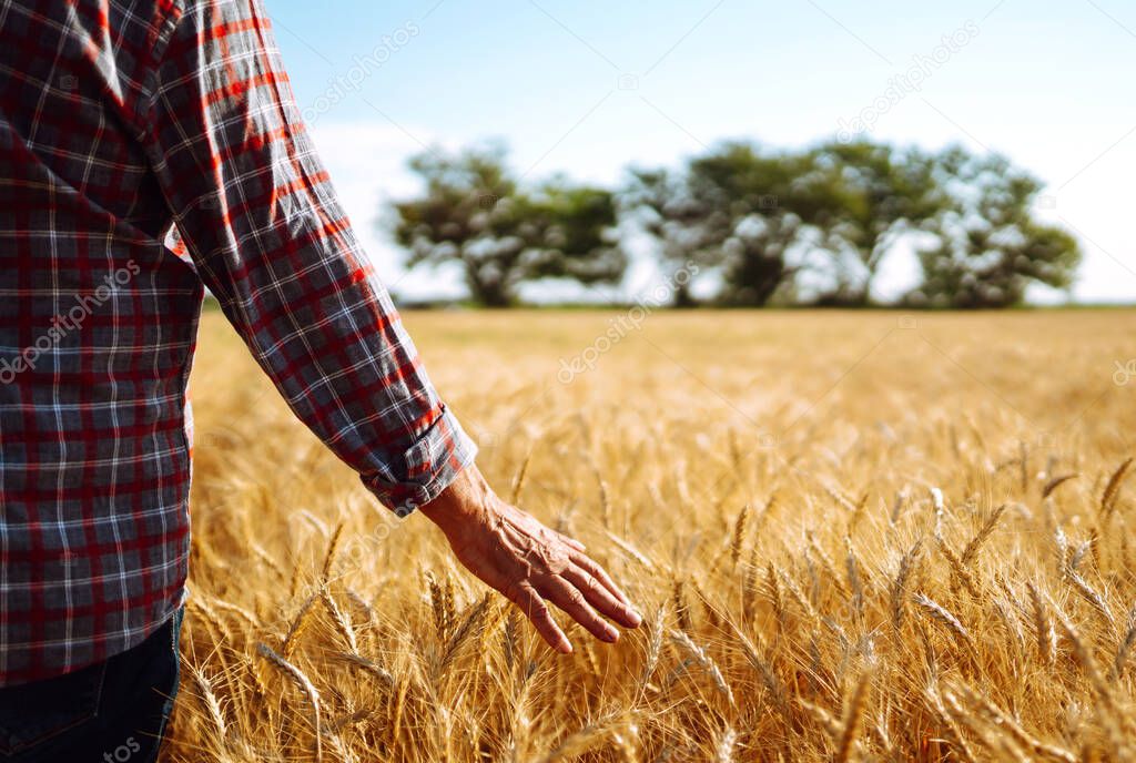 A man is on a wheat field and holds his hand over the ears. Hand touching the wheat. Agriculture and harvesting concept.