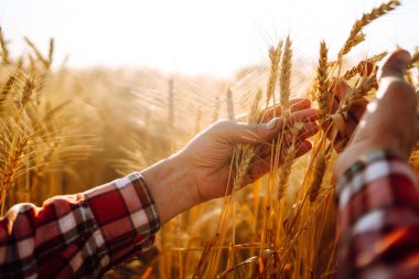 Çiftçi kadın elleri buğday mahsulünü kontrol ediyor. Tarım ve hasat kavramı.