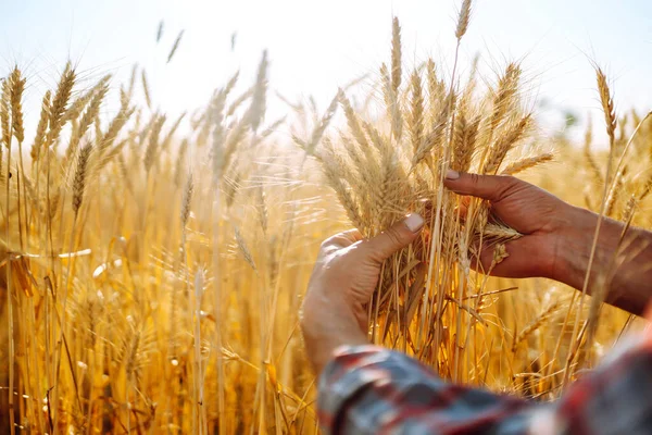 Руки Фермера Крупным Планом Проверяют Урожай Пшеницы Концепция Сельского Хозяйства — стоковое фото