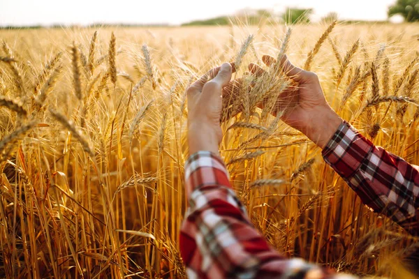 Mani Femminili Dell Agricoltore Primo Piano Controlla Raccolto Grano Concetto — Foto Stock