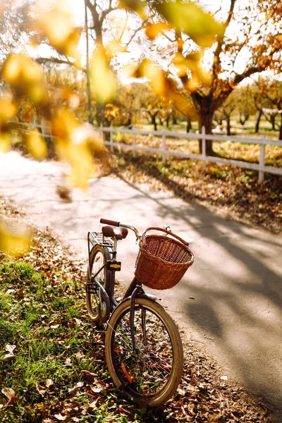 Bicicleta Floresta Outono — Fotografia de Stock