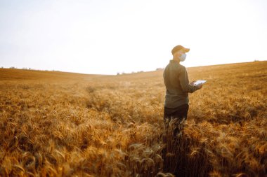 Akıllı çiftlik. Steril tıbbi maskeli genç çiftçi, salgın sırasında ellerinde bir tabletle bir buğday tarlasında. Tarım işi. Hasat. Covid 2019.