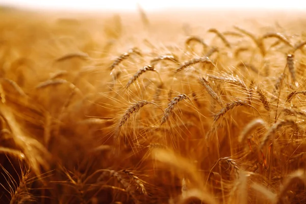 Champ Blé Agro Alimentaire Récolte — Photo