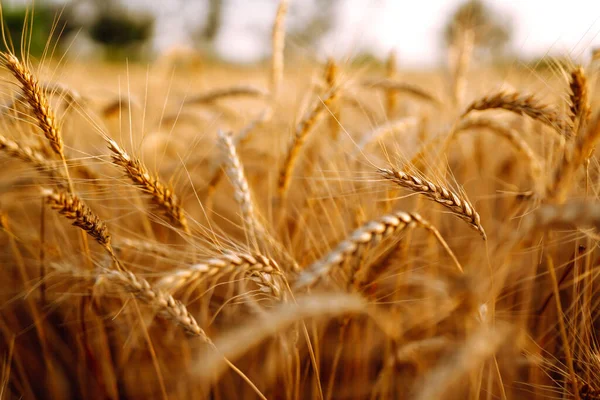 Guldvetefält Agro Affärer Skörd — Stockfoto