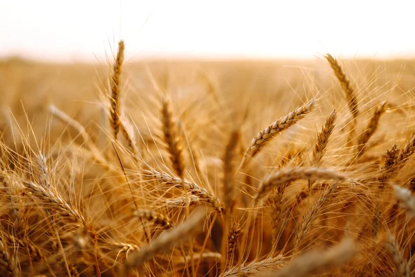 Campo Grano Dorato Affari Agricoli Raccolta — Foto Stock