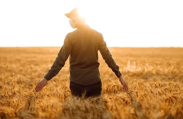 視聴者への彼の背部を持つ医療用マスクの男パンデミックの間のスパイクの手で触れた小麦の分野で 農業事業 収穫だ Covid 2019 — ストック写真