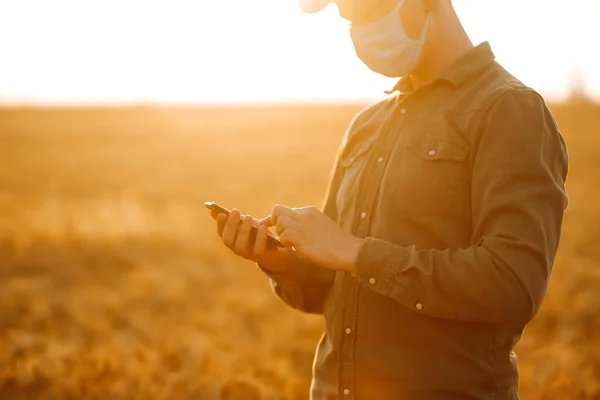 Steril Tıbbi Maskeli Çiftçi Ellerinde Telefon Salgın Sırasında Bir Buğday — Stok fotoğraf