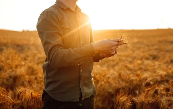 日落时分在麦田里长着麦穗的农夫 农业企业 — 图库照片