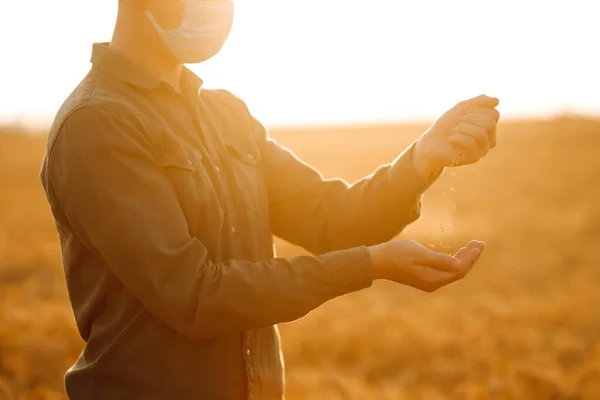 Farmář Vylije Obilí Pšeničné Pole Při Západu Slunce Muž Obličejovou — Stock fotografie