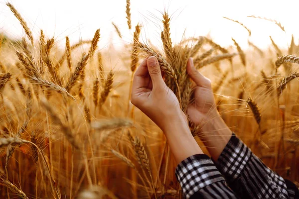 Проверяю Качество Посевов Руки Фермера Касаются Пшеничных Ушей Концепция Сельского — стоковое фото