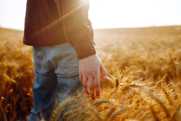 Ręce Farmera Dotykają Pszenicy Koncepcja Rolnictwa Zbiorów — Zdjęcie stockowe