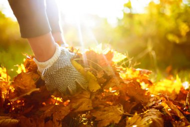 Erkek el, düşen sonbahar yapraklarını toplayıp büyük bir çuvala koyar. Temizlik hizmeti konsepti. Bahçedeki yaprakları tırmıkla..