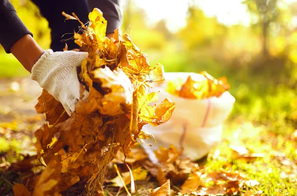 Mano Maschile Raccoglie Accumula Foglie Cadute Autunno Sacco Grande Concetto — Foto Stock