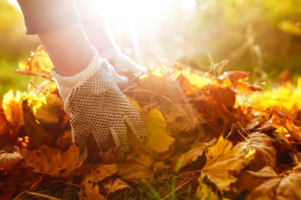 Mão Masculina Recolhe Monta Folhas Outono Caídas Grande Saco Conceito — Fotografia de Stock