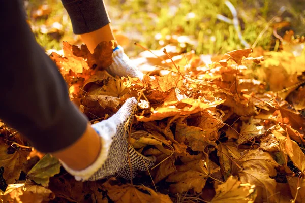 Mano Masculina Recoge Amontona Hojas Caídas Otoño Saco Grande Servicio —  Fotos de Stock