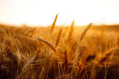 Gün batımında buğday tarlası. Alan manzarası.