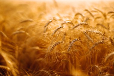 Gün batımında buğday tarlası. Alan manzarası.