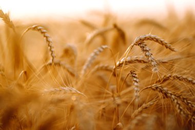Gün batımında buğday tarlası. Alan manzarası.