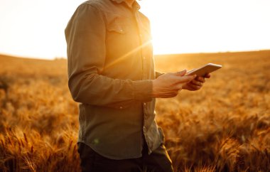 Steril maskeli bir çiftçi elinde tabletle gün batımında bir buğday tarlasında. Tarım işi. Tarım ve hasat kavramı.