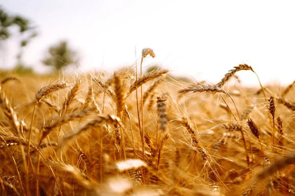 Campo Grano Tramonto Paesaggio Campo — Foto Stock