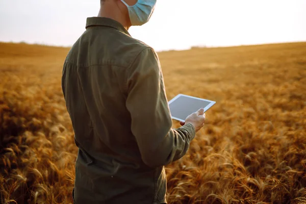 Rolnik Sterylnej Masce Tabletką Rękach Polu Pszenicy Zachodzie Słońca Agro — Zdjęcie stockowe