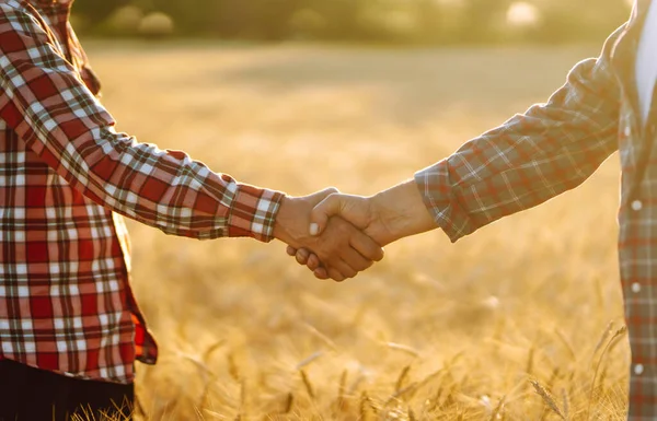 Handshake. Two farmer standing in a wheat field and shake hands on sunset. Harvesting and business concept.