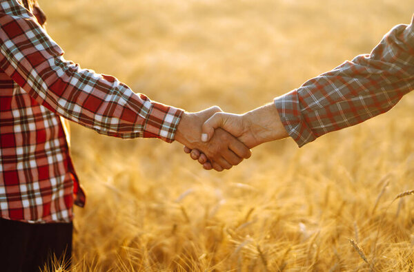 Handshake. Two farmer standing in a wheat field and shake hands on sunset. Harvesting and business concept.