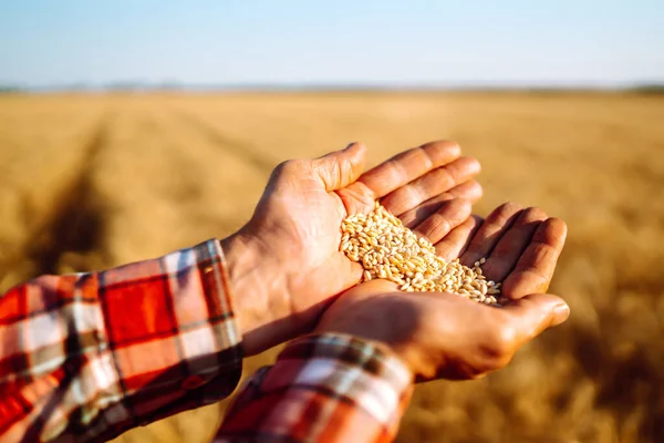 Mani Contadino Vicino Versano Una Manciata Chicchi Grano Campo Grano — Foto Stock