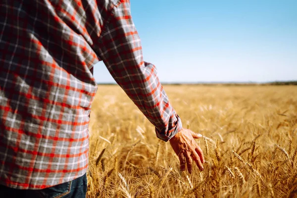 Agricultor Com Costas Para Espectador Campo Trigo Tocado Pela Mão — Fotografia de Stock