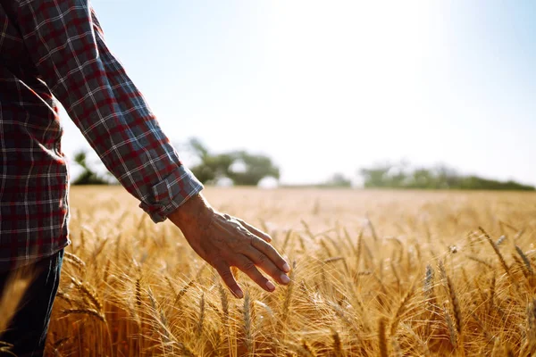 Agricultor Com Costas Para Espectador Campo Trigo Tocado Pela Mão — Fotografia de Stock