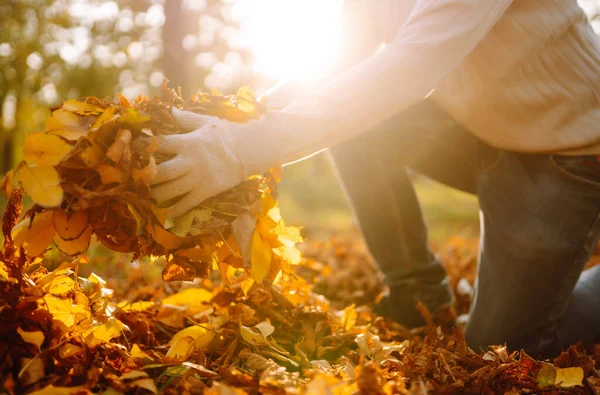 Mão Masculina Luvas Reúne Monta Folhas Outono Caídas Homem Limpa — Fotografia de Stock