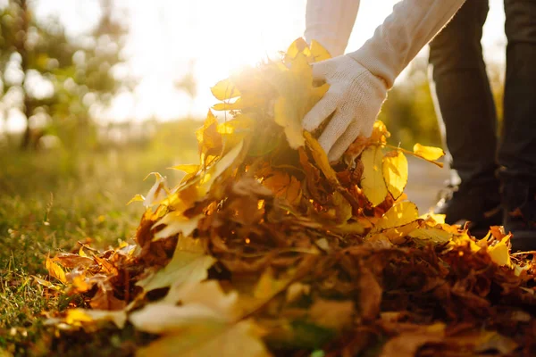 Mano Maschile Guanti Raccoglie Accumula Foglie Autunno Cadute Uomo Pulisce — Foto Stock