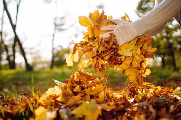 手袋の男性の手は秋の葉を収集し 男は黄色の葉から秋の公園をきれいにする ボランティア 生態学の概念 — ストック写真