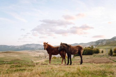 Bir at sürüsü yeşil bir tepede huzur içinde otluyor. Vahşi atlar gün batımında bir tarlada yürürler. Doğa manzarası. Doğa ve hayvanlar konsepti.