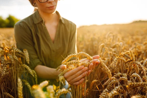 Genç bir çiftçi kadın tarım alanında olgunlaşmış buğday başaklarını elinde tutuyor. Bir tarım uzmanı hasatla ilgilenir, buğdayın kalitesini ve büyümesini kontrol eder. Çiftçilik kavramı.