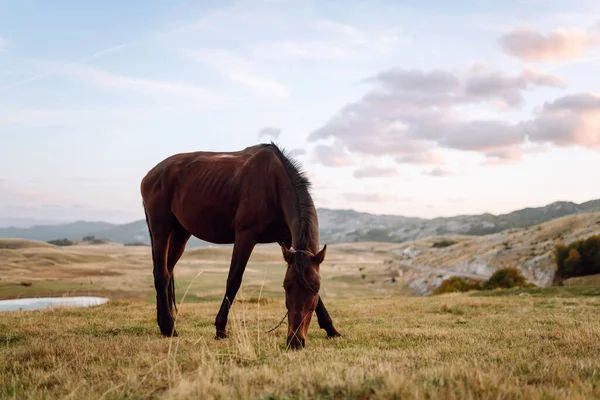 Bir at sürüsü yeşil bir tepede huzur içinde otluyor. Vahşi atlar gün batımında bir tarlada yürürler. Doğa manzarası. Doğa ve hayvanlar konsepti.