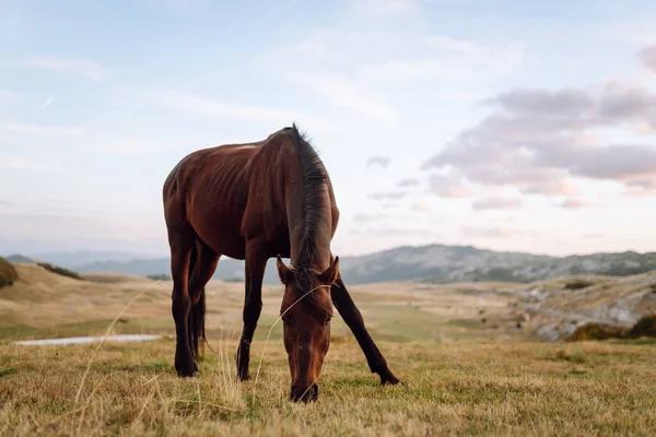 Bir at sürüsü yeşil bir tepede huzur içinde otluyor. Vahşi atlar gün batımında bir tarlada yürürler. Doğa manzarası. Doğa ve hayvanlar konsepti.