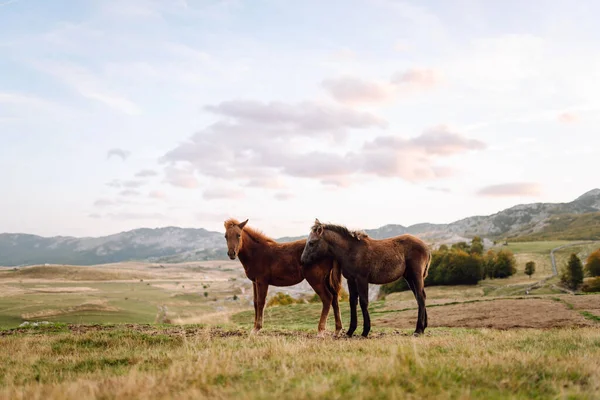 Bir at sürüsü yeşil bir tepede huzur içinde otluyor. Vahşi atlar gün batımında bir tarlada yürürler. Doğa manzarası. Doğa ve hayvanlar konsepti.