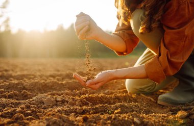 Tecrübeli bir çiftçi saban tarlasında diz çöker ve toprağı parmaklarının arasından döker. Bir tarım uzmanı gün batımında ekmeden önce kara toprağın kalitesini ölçer. Bahçıvanlık ve tarım kavramı.