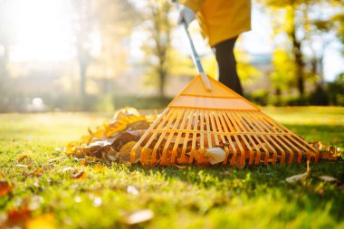 Yeşil çimlerin üzerinde düşen yaprakları toplayan kadın gönüllülerin yakın çekimi. Sarı yağmurluklu bir kadın güneşli bir parkta sonbahar yapraklarını tırmıklıyor. Gönüllülük, ekoloji ve mevsimlik kavramı.