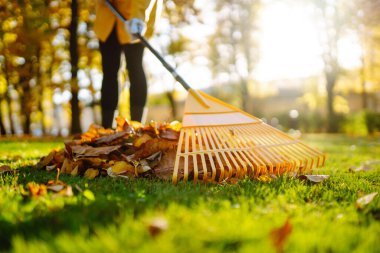 Yeşil çimlerin üzerinde düşen yaprakları toplayan kadın gönüllülerin yakın çekimi. Sarı yağmurluklu bir kadın güneşli bir parkta sonbahar yapraklarını tırmıklıyor. Gönüllülük, ekoloji ve mevsimlik kavramı.