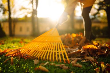 Yeşil çimlerin üzerinde düşen yaprakları toplayan kadın gönüllülerin yakın çekimi. Sarı yağmurluklu bir kadın güneşli bir parkta sonbahar yapraklarını tırmıklıyor. Gönüllülük, ekoloji ve mevsimlik kavramı.